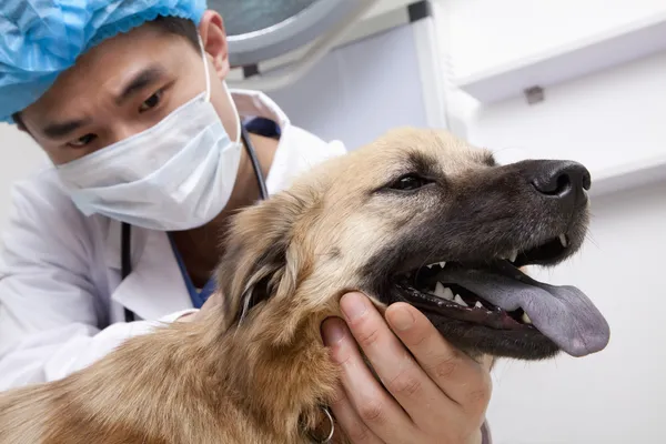 Veterinario con cane in sala d'esame — Foto Stock