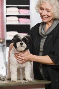 kadın ve köpek vasıl evde beslenen hayvan damat salon