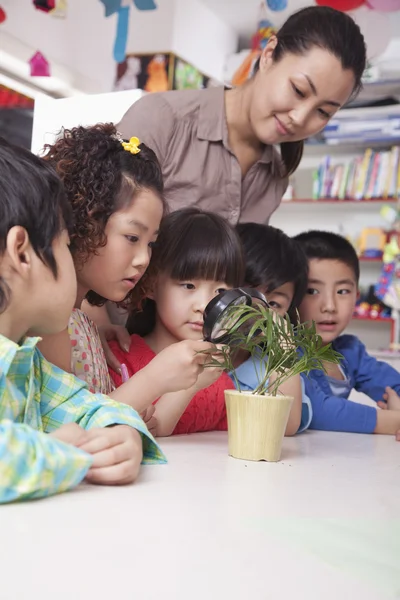 学生の植物を見て — ストック写真