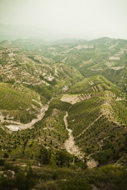 dağlarda reforested alanlar