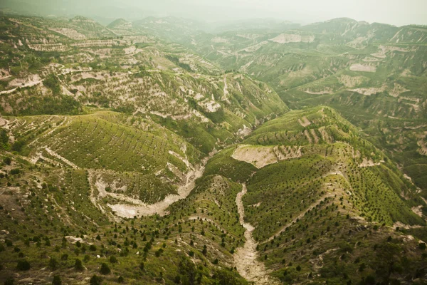 Dağlarda reforested alanlar — Stok fotoğraf