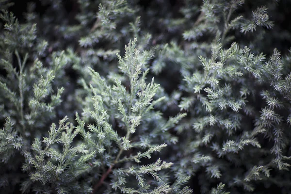 Albero di conifere — Foto Stock