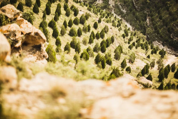 Reforested areas in the mountains — Stock Photo, Image