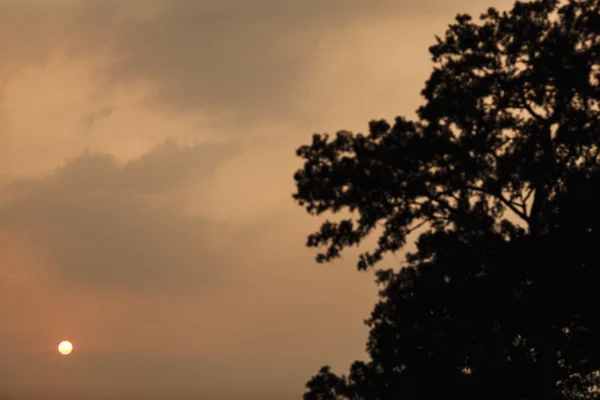 Paisaje de puesta de sol por un árbol — Foto de Stock