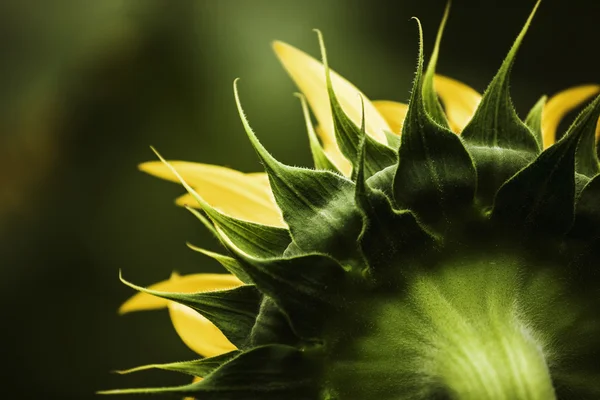 Sunflower — Stock Photo, Image