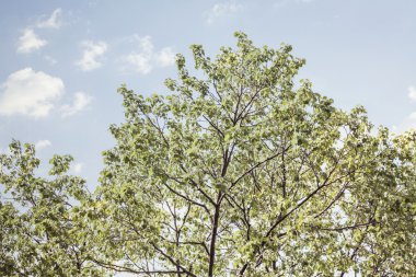 Mavi gökyüzü Tree tops