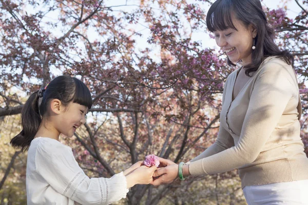 Madre dando a su hija una flor de cerezo —  Fotos de Stock