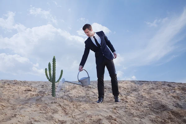 Бизнесмен поливает кактус в пустыне — стоковое фото