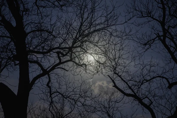 Silhouet van bomen in het maanlicht — Stockfoto