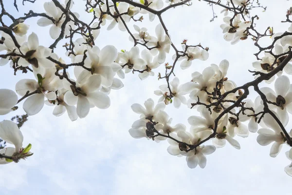 Άνθη δέντρο magnolia — Φωτογραφία Αρχείου