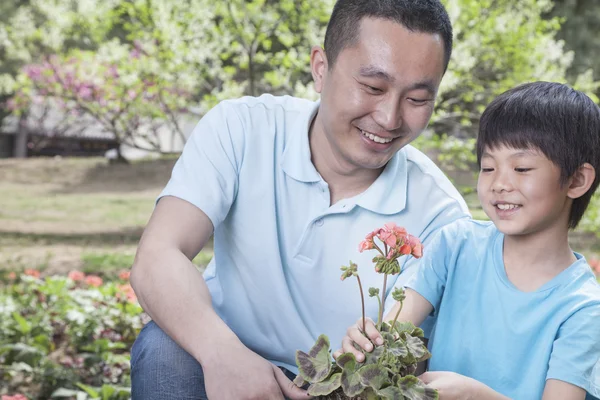 Vader en zoon planten van bloemen — Stockfoto