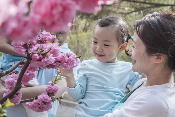 Madre sosteniendo hija y mirando flores de cerezo — Foto de Stock