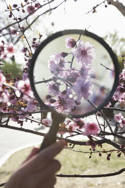 Mano de niño sosteniendo una lupa sobre una flor de cerezo — Foto de Stock