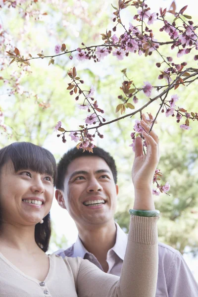 Couple touching cherry blossoms — Stock Photo, Image