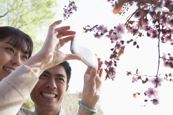 Pareja tomando una fotografía de flores de cerezo —  Fotos de Stock