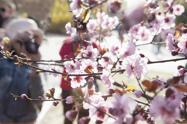 Άνθη κερασιάς σε έναν κλάδο με τους ανθρώπους που παίρνουν τις φωτογραφίες — Φωτογραφία Αρχείου