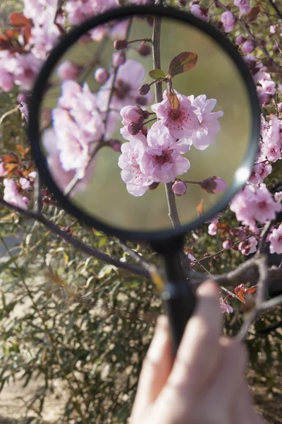 桜の花の上男の子手拡大鏡 — ストック写真