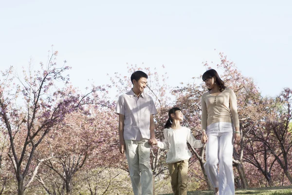 Familj ta en promenad bland körsbärsträden — Stockfoto