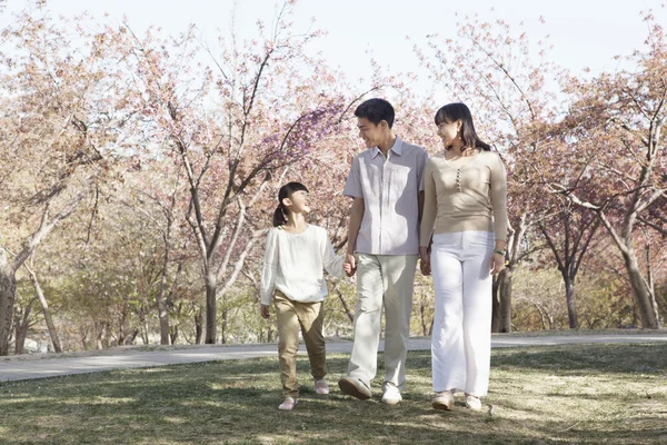 桜の木の中で散歩している家族 — ストック写真