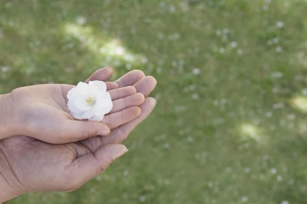 Ragazze mano ei suoi padri mano tenendo un fiore di ciliegio — Foto Stock