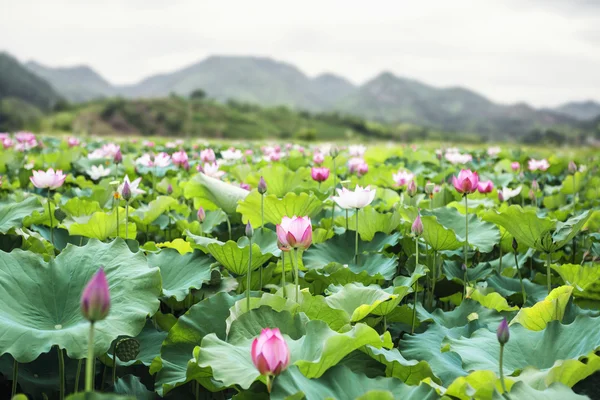 Розовые цветы лотоса на озере в Китае — стоковое фото