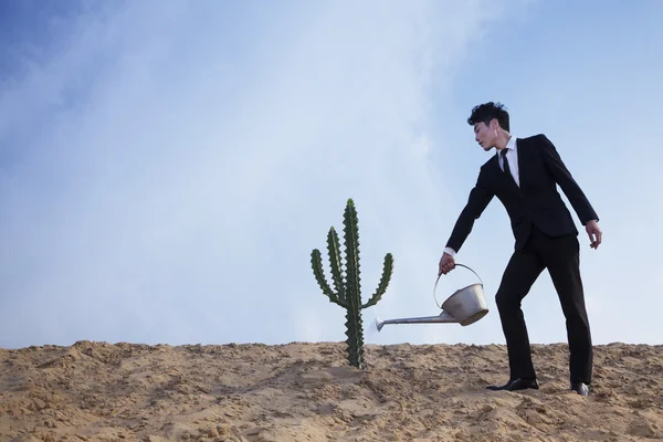Бизнесмен поливает кактус в пустыне — стоковое фото
