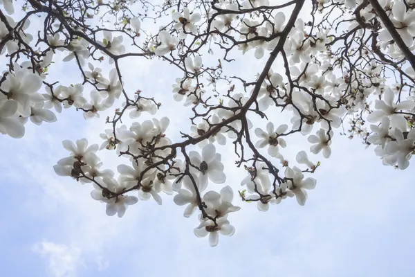 Magnolia tree blossoms — Stock Photo, Image