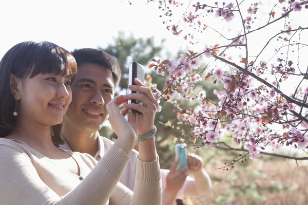 Casal tirando uma foto de flores de cereja — Fotografia de Stock