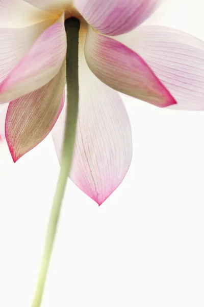 Flor de lótus rosa — Fotografia de Stock