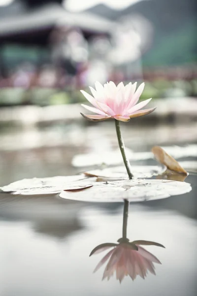 Розовый цветок лотоса на озере в — стоковое фото
