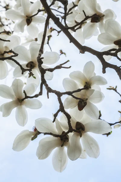 Άνθη δέντρο magnolia — Φωτογραφία Αρχείου