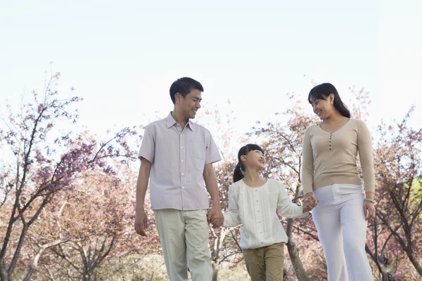 Familie een wandeling tussen de kers bomen — Stockfoto