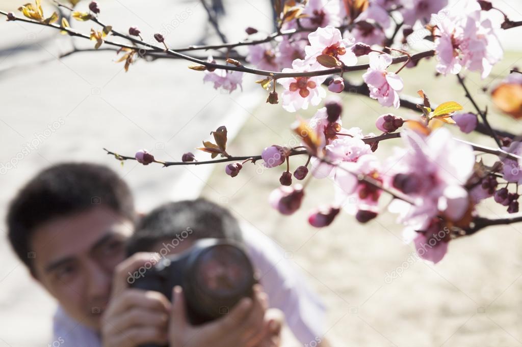 Father helping his son take photographs of the cherry blossoms