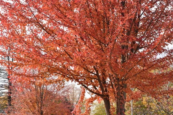 Superbe Arbre Feuilles Rouges Montrant Ses Couleurs Automnales — Photo