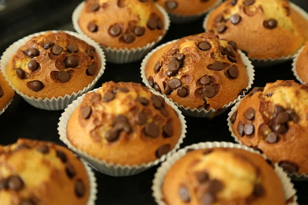 Muffins met chocolade chips op de bakplaat — Stockfoto