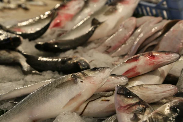 Fresh fished fish — Stock Photo, Image
