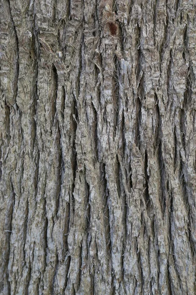 Skóry dłoni pnia drzewa - tło — Zdjęcie stockowe