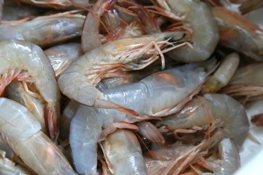 Norveç ıstakoz-arka plan