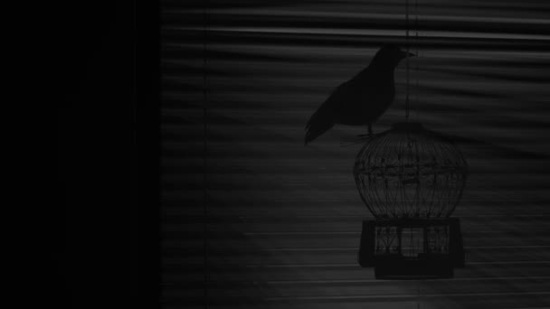 Corbeau Noir Sur Cage Dans Obscurité Espace Négatif — Video