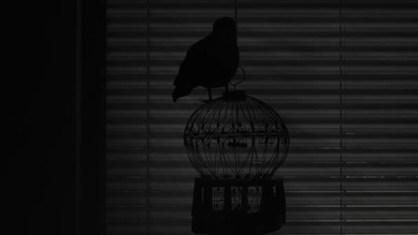 黒カラスのシルエットが闇の中の檻の上に座っていた 負の空間 — ストック動画