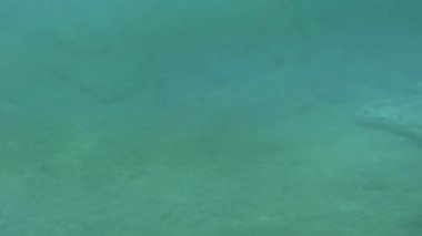 Ahtapot heykeli deniz suyu altında
