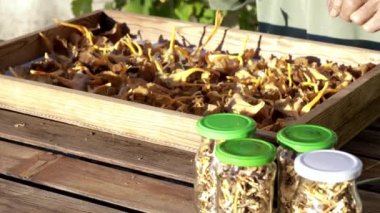 Ahşap kutuda mantar seçen adam