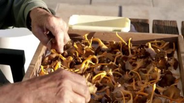 Ahşap kutuda mantar seçen adam  