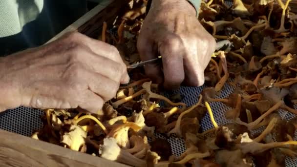 Homem Selecionando Cogumelo Caixa Madeira — Vídeo de Stock