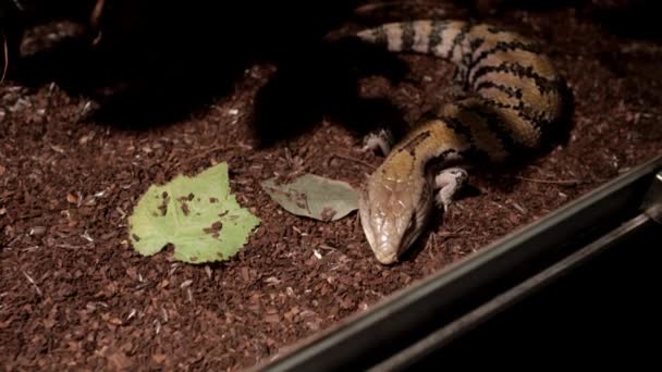 Großaufnahme Des Schönen Salamanders Aquarium — Stockvideo