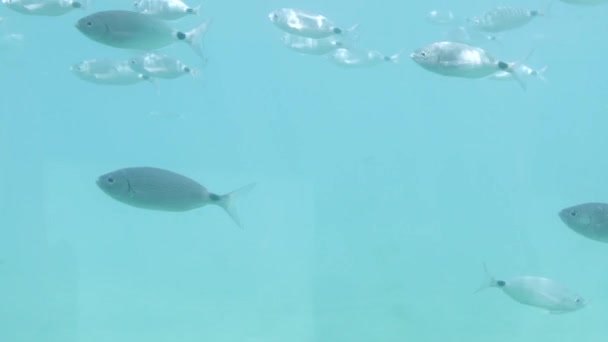 Underwater View Beautiful Fish — Stock Video