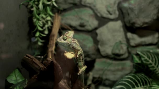 นของ Chameleon สวยงามในพ — วีดีโอสต็อก