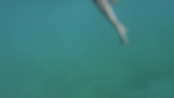Krk Croacia Julio 2021 Sirena Nadando Agua — Vídeos de Stock