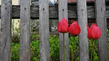 Ahşap çitlerin yanında laleler çiçek açıyor.