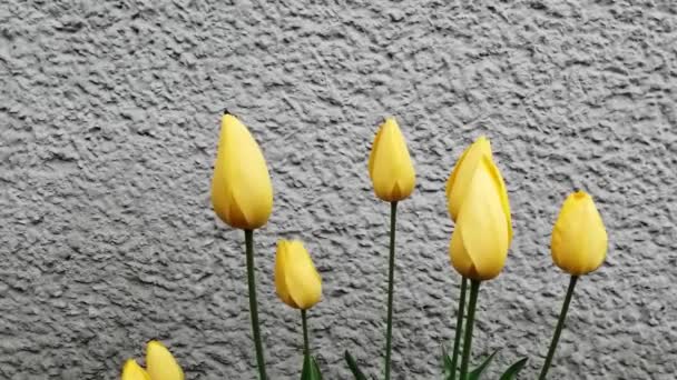 Κίτρινα Λουλούδια Τουλίπας Γκρι Φόντο Τοίχου — Αρχείο Βίντεο